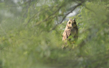 Short-eared owl