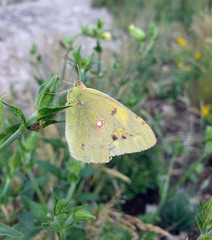 Colias hyale sits on a closed Bud