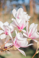 Magnolia pink white blossom tree flowers, close up branch, outdoor. Sunny day, blue sky. Motives of a spring or summer day in the city park or garden. Bright colorful flowers. 