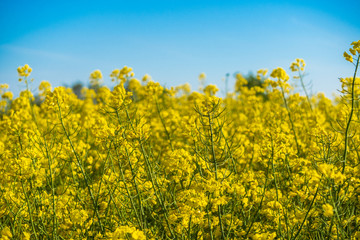 Flowering of the rapeseed field is yellow. Natural landscape background with copy space. Blooming canola flowers. Bright Yellow Rape in summer.