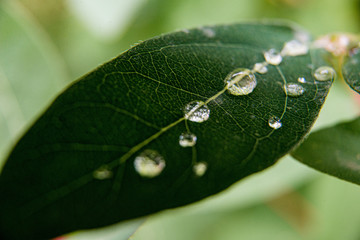 a honeysuckle leaf with dew or raindrops close up with a blurred background