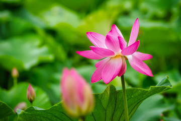 Obraz premium Blooming lotus flower on the surface of the lake