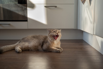 Screaming Cat on kitchen