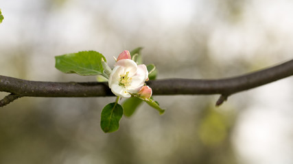 Apple trees in spring