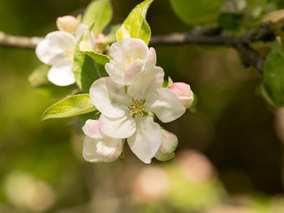 Fototapeta na wymiar Apple trees in spring