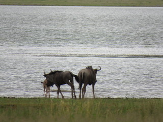 Blue wildebeest playing next to the river with crocodile in the water 