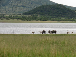 Blue wildebeest playing next to the river with crocodile in the water 