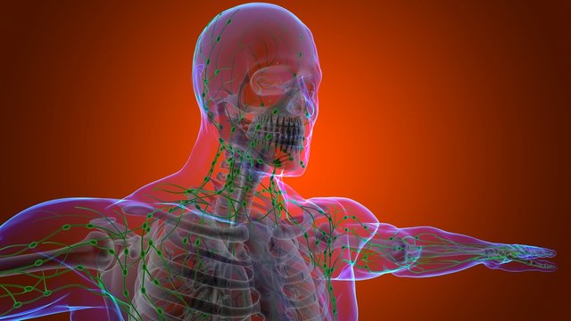 Human Lymph Nodes Anatomy For Medical Concept 3D