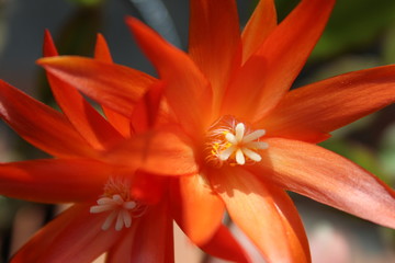 Fototapeta premium Epiphillum rosso