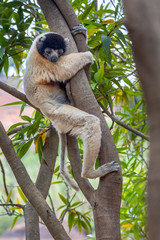 Kronensifaka in seiner natürlichen Umgebung im Regenwald von Madagaskar