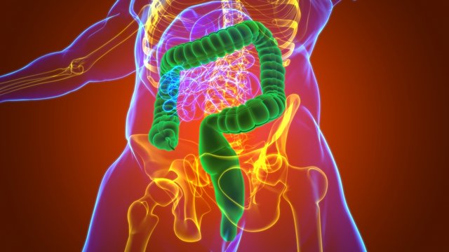 Large Intestine 3D Illustration Human Digestive System Anatomy
