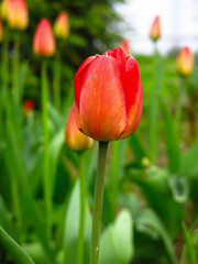 red tulips bloom beautifully and brightly in the spring in the garden