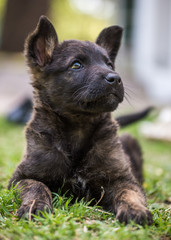 cachorro negro y marron retrato tierno
