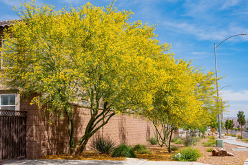 Sunny view of Parkinsonia florida blossom and a beautiful residence building