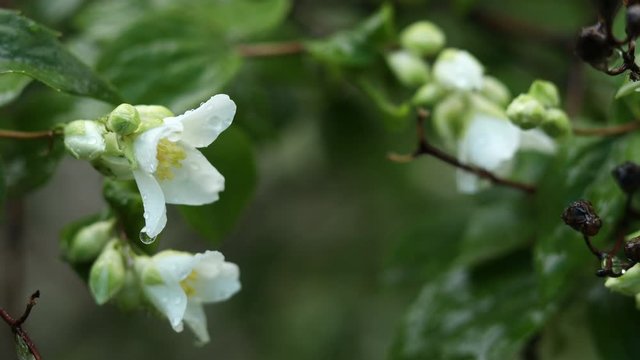 Nature frame with rain drops on beautiful white blooming Jasmine, buds, blooming Philadelphus flowers or Mock orange. Close up, selective focus, shallow depts of the field