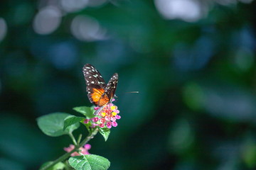 Fototapeta na wymiar Schmetterling Crimson Patch Chlosyne janais 