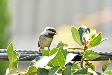 Chestnut-backed chickadee
