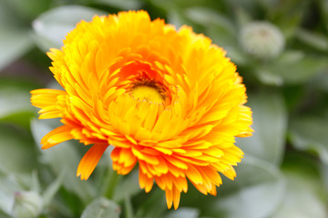 Orange marigold (calendula) flower head