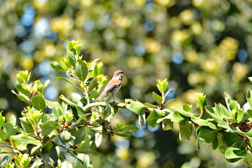 Chestnut-backed chickadee