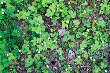 A shot of a top view. Glade of flowering wild strawberries. Covering the soil in a forest glade.
