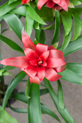 Bromeliad