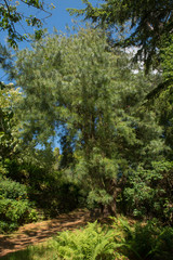 Fototapeta na wymiar Green Foliage and Cones of a Mexican White Pine Tree (Pinus ayacahuite) Growing in a Woodland Garden in Rural Devon, England, UK
