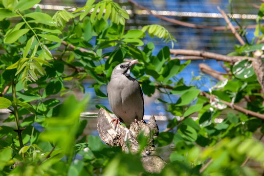 Soldatenkiebitz Maskenkibitz