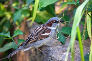 Spatz Sperling