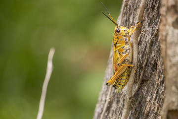 A giant Eastern Lubber Grasshopper from Florida climbing up a tree in portait.