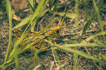 A giant Eastern Lubber Yellow Florida Grasshopper in the grass.