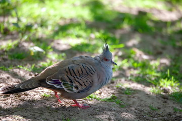 Spitzschopfhaubentaube 