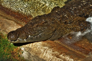 Crocodile