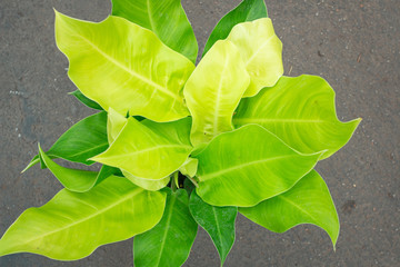 Philodendron Moonlight