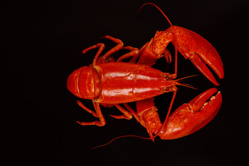 Red whole lobster on black background.