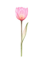 Transparent Tulip of pale pink color, hand-drawn by watercolor, isolated on white background, X-ray drawing of flowers Delicate spring petals, pistils, stamens Botanical drawing floral structure