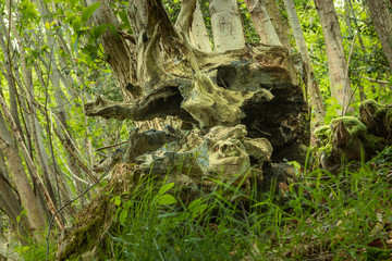 A burnt trunk on the floor of a forest. Don't deforest the planet