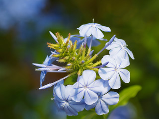 Plumbago auriculata | Dentelaire du Cap ou Plumbago du Cap, plante méditerranéenne arbustive aux...