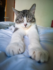 Fototapeta na wymiar gato en la cama