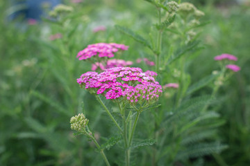 Yarrow