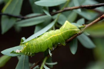 un bel bruco verde mentre si gode lo spuntino che consiste in foglie di salice