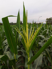 Obraz premium corn field in the morning