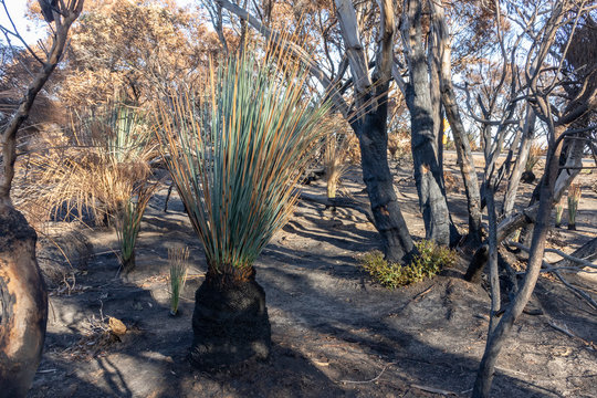Regeneration after Bushfires in Australia