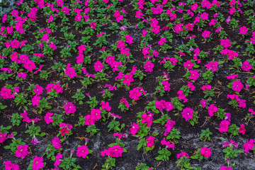 A bed of purple petunias