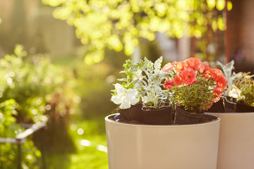 Fototapeta na wymiar Beautiful delicate flowers grow in large ceramic vases in the spring garden. Gardening, floriculture, flower arrangements