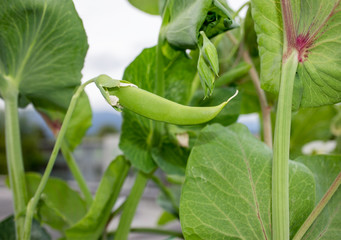 Closeup of Snow Pea pod still on plant. Soft bokeh building background and other plants such as Purple Mist Snow Pea and Sugar Pea. Urban self-sufficient small container garden on rooftop patio.