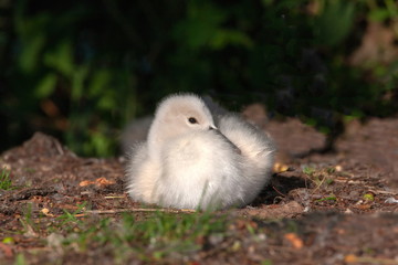 Höckerschwan