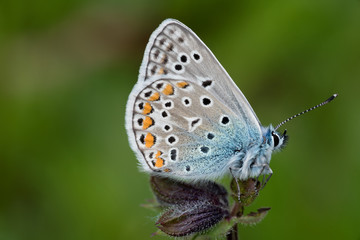 splendido argo azzurro visto di profilo