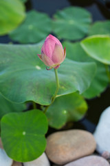 Fototapeta premium Pink Lotus Flower About To Bloom