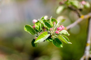 bud of a flower
