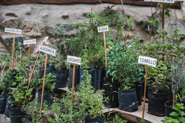 plantas aromáticas huerta con menta peperina